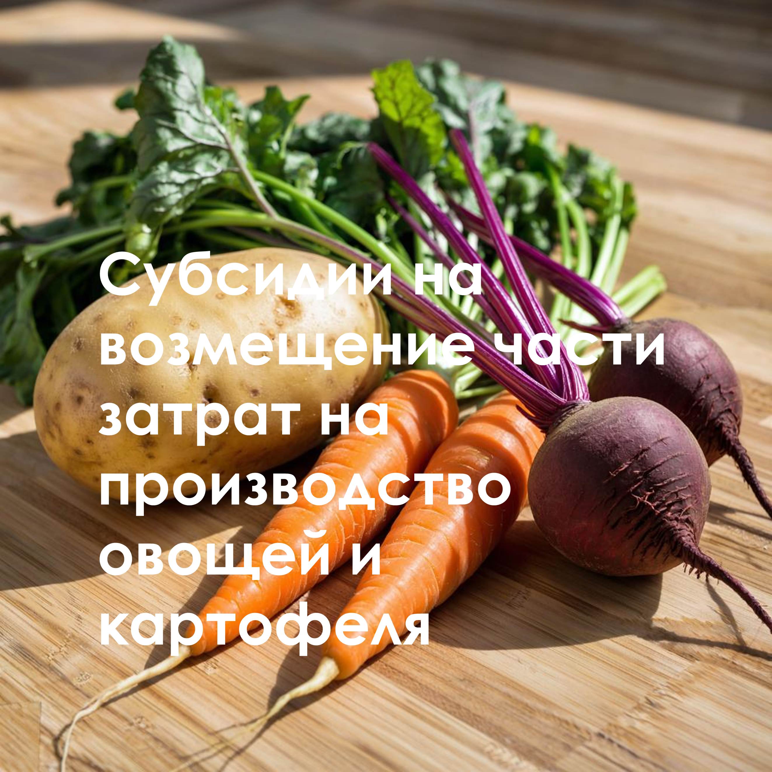 Самозанятые сельхозпроизводители могут оформить субсидию на производство овощей и картофеля.